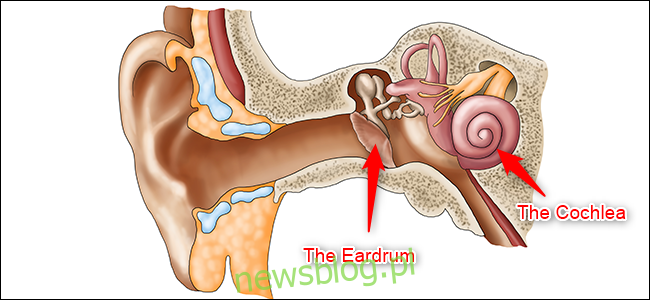 Schemat ucha.  Podświetlona jest błona bębenkowa (ucho środkowe) i ślimak (ucho wewnętrzne).