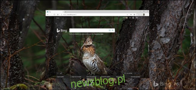 Zdjęcie ptaka z usługi Bing jako tło pulpitu systemu Windows 10.