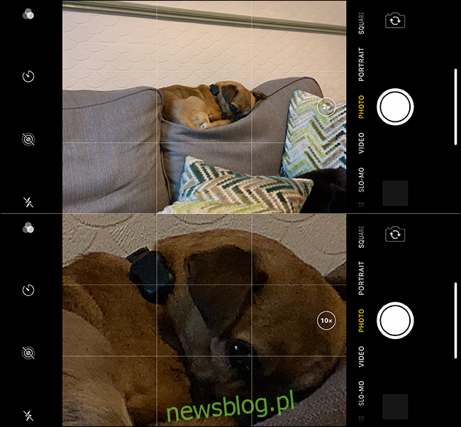 Przykład złego powiększenia obrazu psa na iPhonie. 