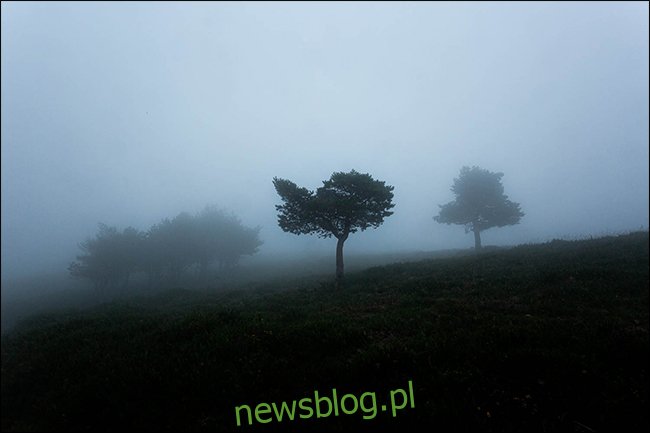 Nastrojowe ujęcie drzew we mgle.