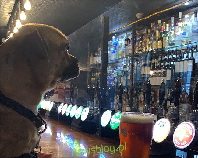 Obraz psa siedzącego przy barze z rozmyciem ISO.