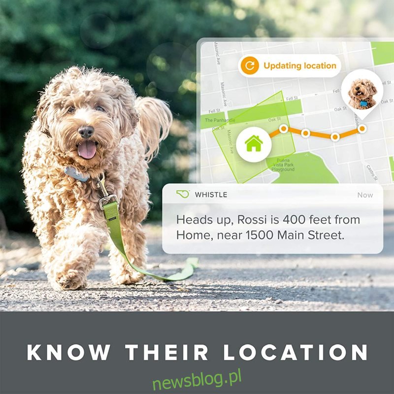 Whistle Go Explore - Ultimate Health & Location Tracker for Pets